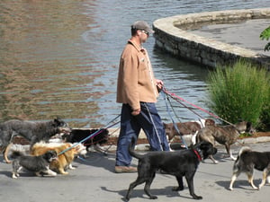 dog walker